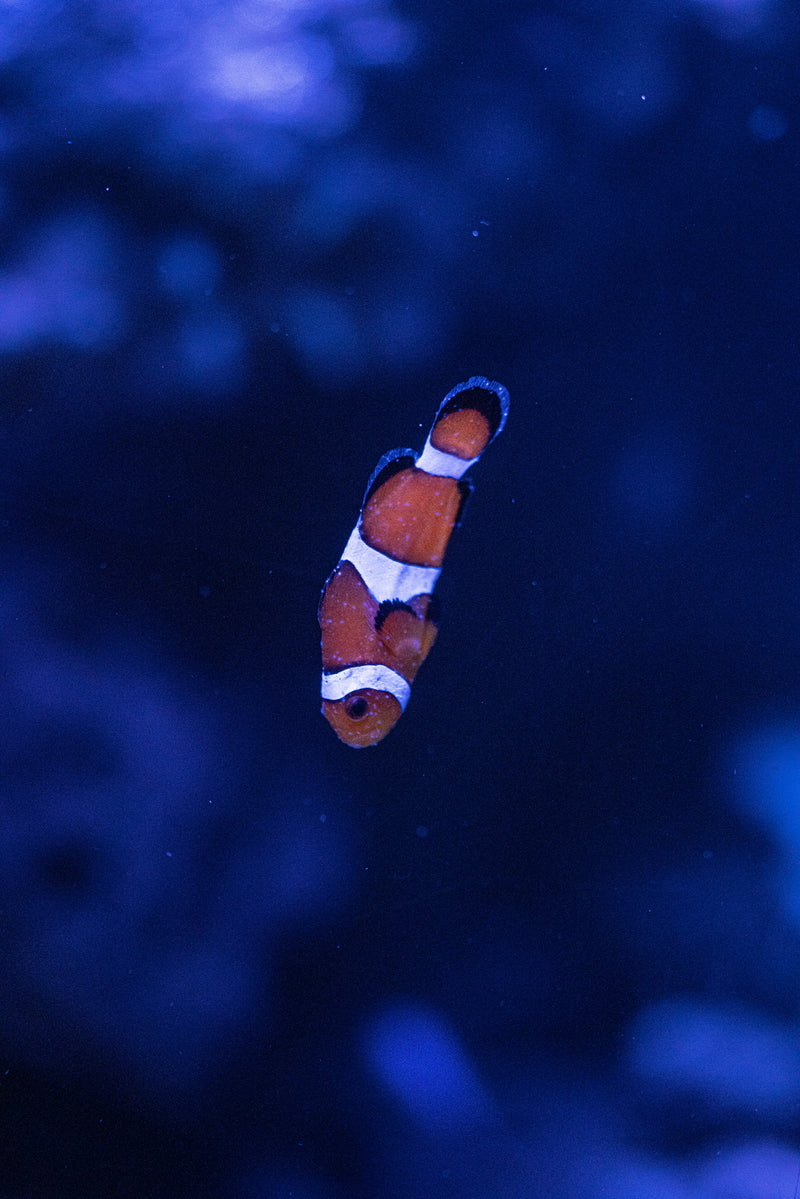 <strong>Prepare for Boca Raton Aquarium Visit </strong>