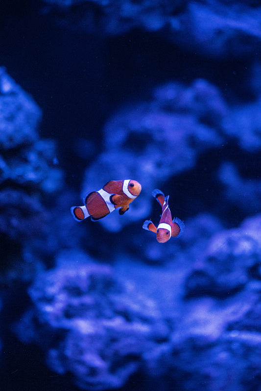 Marine life exhibits at Boca Raton