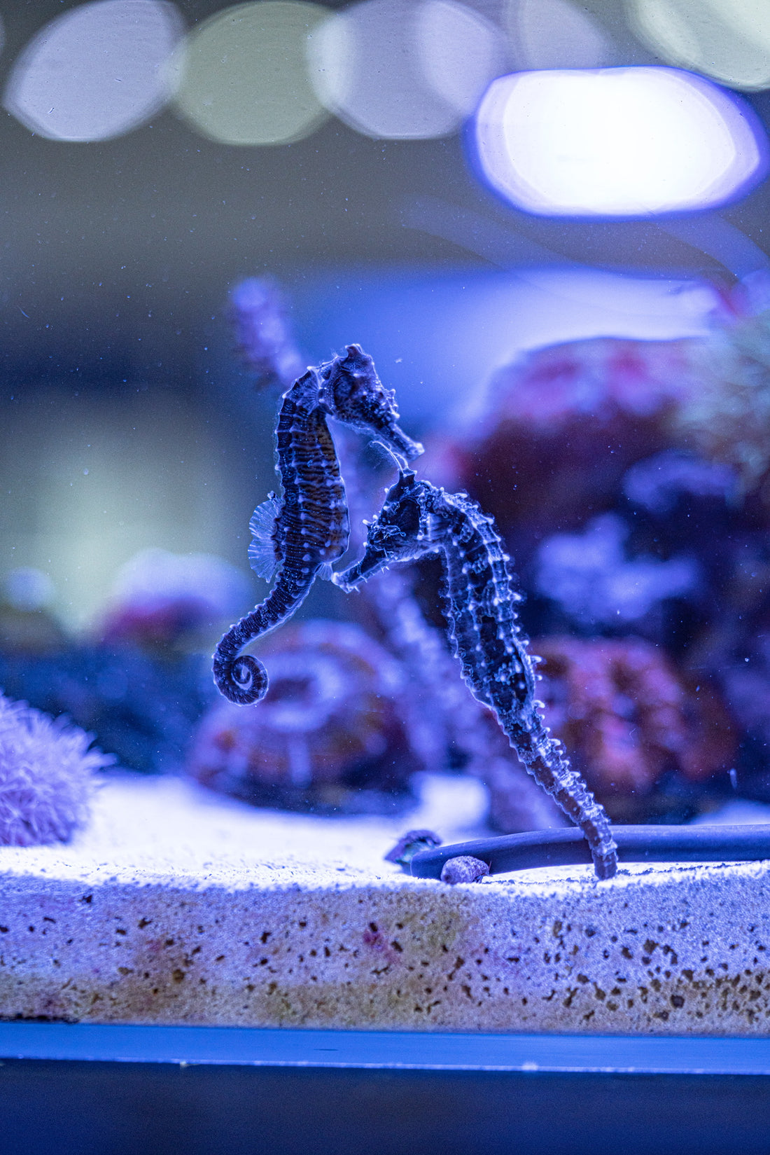 Five unique things about Boca Raton