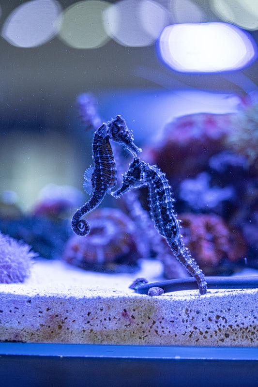 Five unique things about Boca Raton