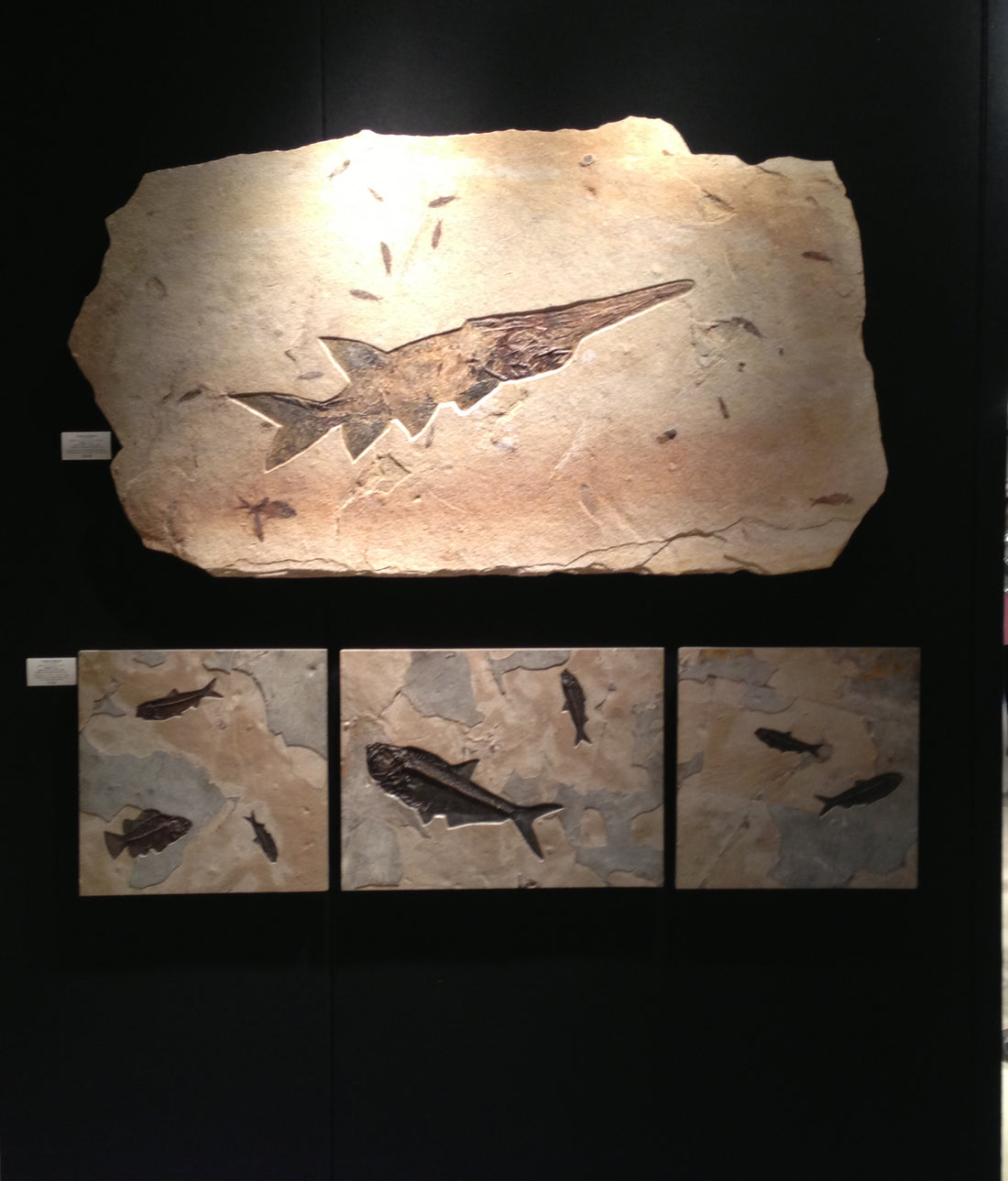 Gallery of Amazing Things Eostone Exhibit