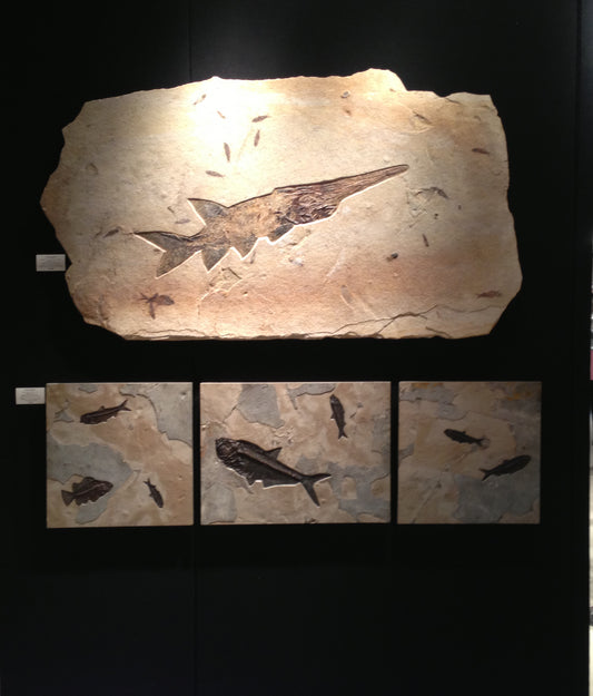 Gallery of Amazing Things Eostone Exhibit