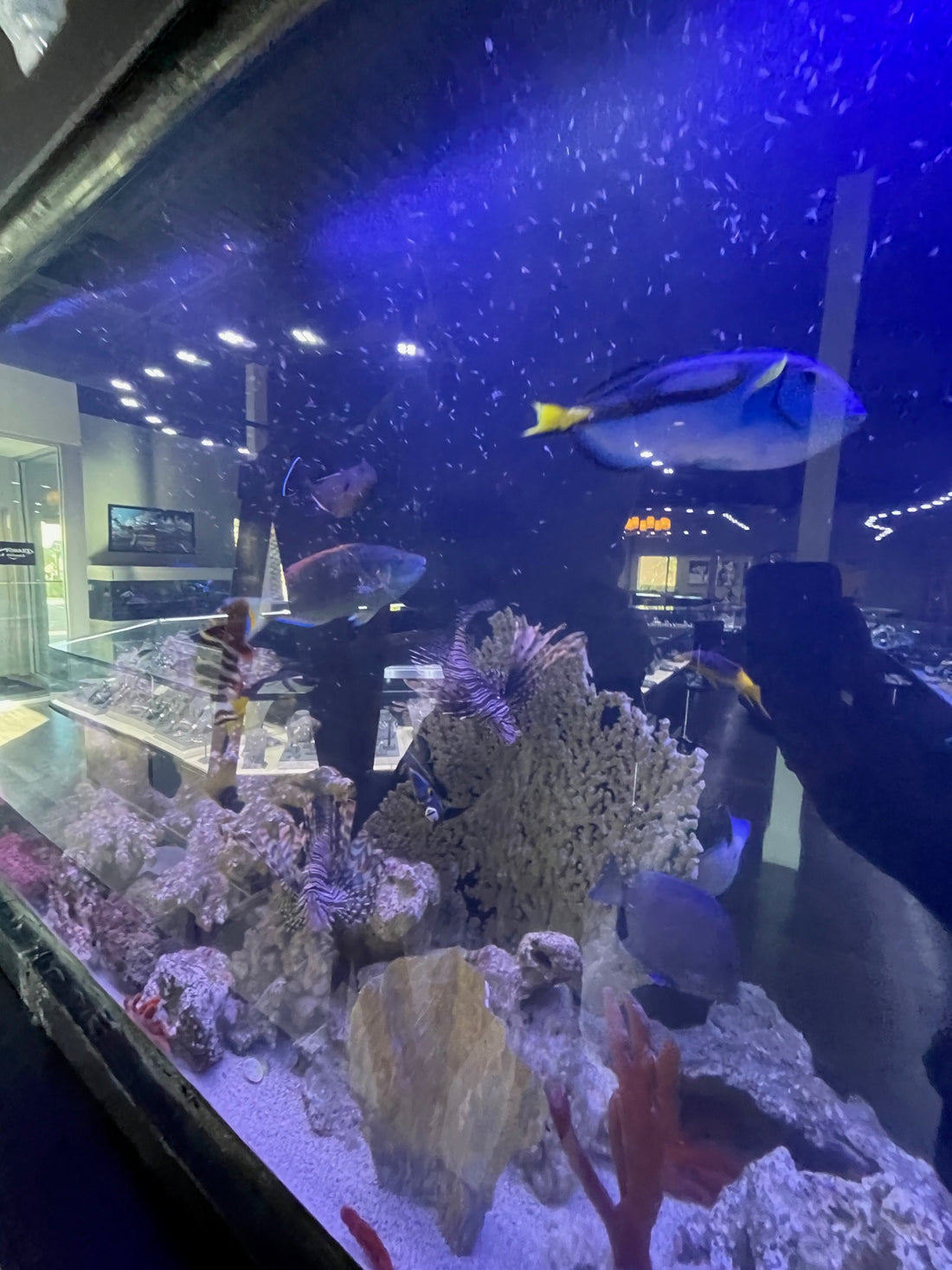 Exploring the parts and features of Boca Raton’s upcoming Aquarium