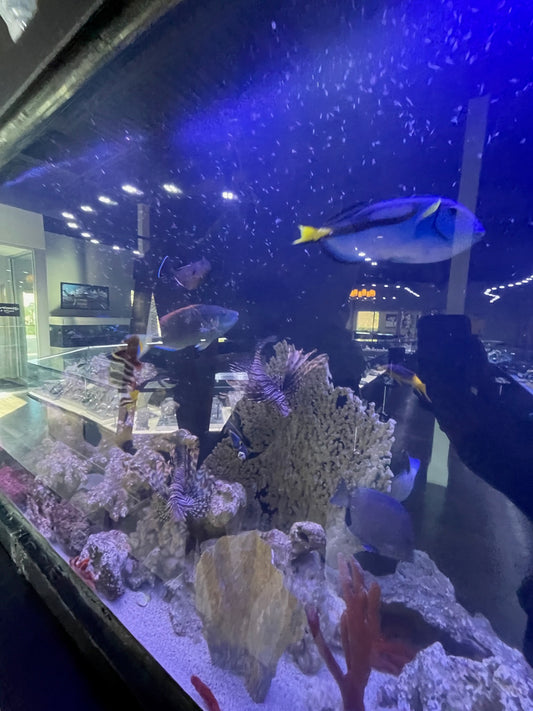 Exploring the parts and features of Boca Raton’s upcoming Aquarium