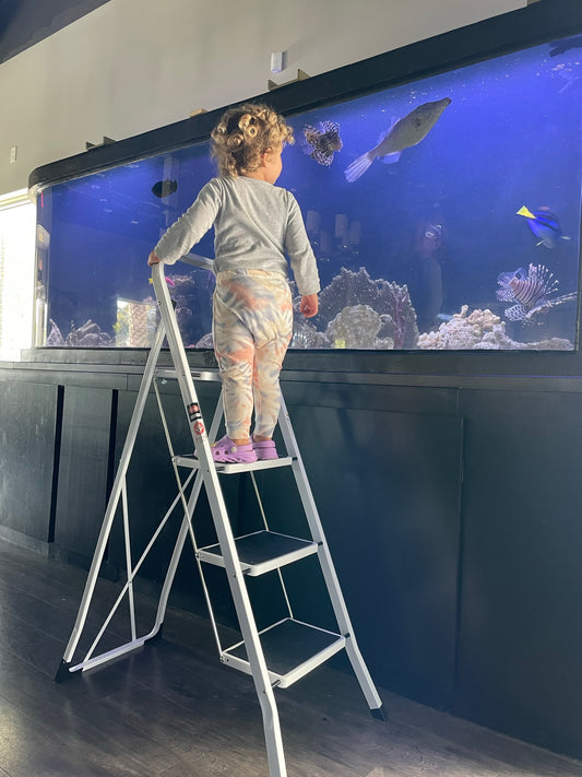 2,000-Gallon Saltwater Aquarium Now at Our Sister Store