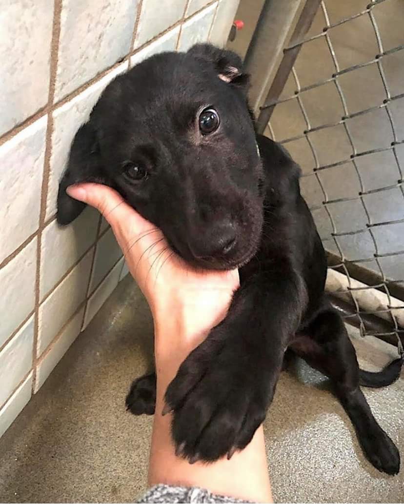 dog adoption in florida