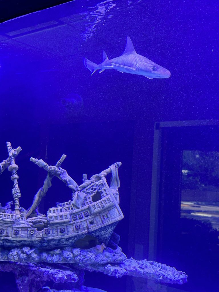 The parts and features of Boca Raton’s upcoming Aquarium