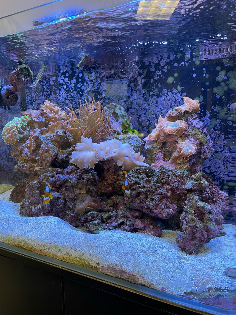 Saltwater tank clearance stores near me