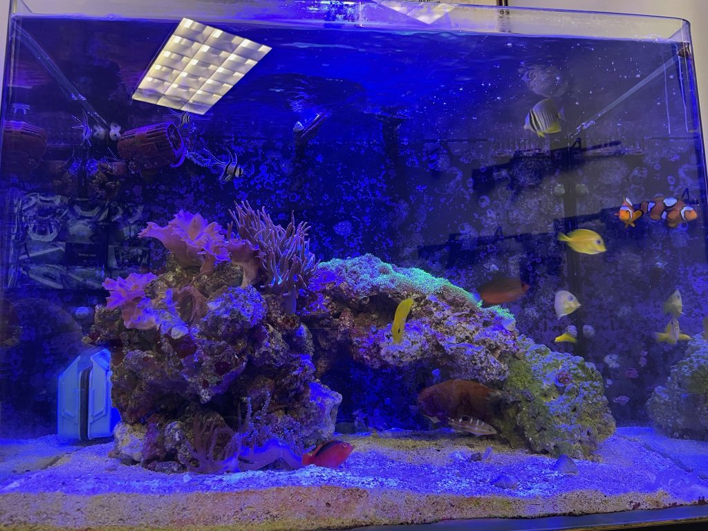 2000 gallon hotsell fish tank