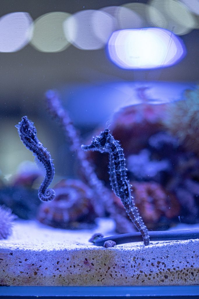 What attracts the world to Boca Raton Aquarium? 