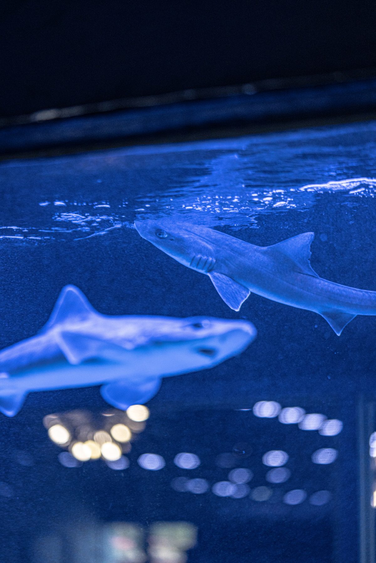 The opening of Boca Raton Aquarium